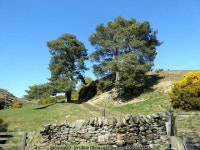 Two pine trees © Oliver Dixon cc-by-sa/2.0 :: Geograph Britain and Ireland Two pine trees &copy; Oliver Dixon cc-by-sa/2.0