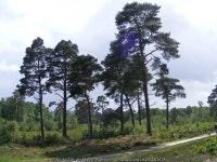Cleared section of Iping common © Martyn Pattison cc-by-sa/2.0 :: Geograph Britain and Ireland Cleared section of Iping common... 
