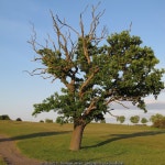Tree on Golf Course near Tylers Green,... © Roger Jones cc-by-sa/2.0 :: Geograph Britain and Ireland Tree on Golf Course near... 