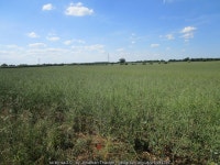 Field of oilseed rape near Welby Lodge... © Jonathan Thacker :: Geograph Britain and Ireland Field of oilseed rape near Welby... 