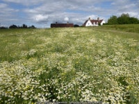 Approach to Crockhurst Farm Cottages,... © Marathon :: Geograph Britain and Ireland Approach to Crockhurst Farm Cottages,...... 
