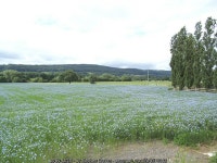 Flax field off Leathley Lane © Stephen Craven cc-by-sa/2.0 :: Geograph Britain and Ireland Flax field off Leathley Lane... 