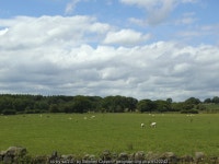 Sheep in a field by Eccup Lane © Stephen Craven cc-by-sa/2.0 :: Geograph Britain and Ireland Sheep in a field by Eccup Lane... 