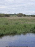Across the Afon Teifi amidst Cors Caron © Rudi Winter cc-by-sa/2.0 :: Geograph Britain and Ireland Across the Afon Teifi amidst... 