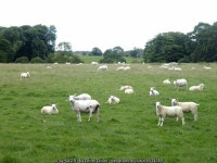 Sheep in field near Holyburn Plantation © Oliver Dixon :: Geograph Britain and Ireland Sheep in field near Holyburn Plantation... 
