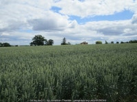 The roof of Park Lodge appearing above a... © Jonathan Thacker cc-by-sa/2.0 :: Geograph Britain and Ireland The roof of Park... 