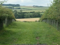 Rams grazing near Cattle Bank © Christine Johnstone cc-by-sa/2.0 :: Geograph Britain and Ireland Rams grazing near Cattle Bank... 