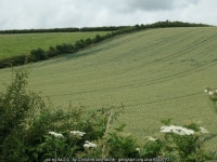Field boundaries above Kilham Bottom © Christine Johnstone :: Geograph Britain and Ireland Field boundaries above Kilham Bottom... 