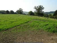 Sheep in a field © Philip Halling cc-by-sa/2.0 :: Geograph Britain and Ireland Sheep in a field &copy; Philip Halling cc-by-sa/2.0