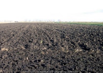Farmland, Coveney Byall Fen, Cambs © Rodney Burton cc-by-sa/2.0 :: Geograph Britain and Ireland Farmland, Coveney Byall Fen... 