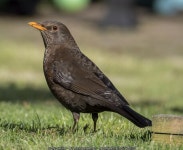 Blackbird, Bangor © Rossographer :: Geograph Britain and Ireland Blackbird, Bangor &copy; Rossographer