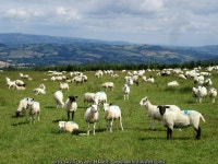 Sheep grazing by the Kerry Ridgeway © John H Darch cc-by-sa/2.0 :: Geograph Britain and Ireland Sheep grazing by the Kerry... 