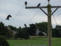 Jackdaws on the wires © Robert Graham cc-by-sa/2.0 :: Geograph Britain and Ireland Jackdaws on the wires &copy; Robert Graham cc... 