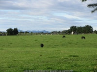 Cattle near Midtown © Scott Cormie :: Geograph Britain and Ireland Cattle near Midtown &copy; Scott Cormie