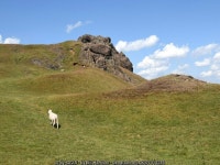 Solitary sheep, Caer Caradoc © Bill Harrison cc-by-sa/2.0 :: Geograph Britain and Ireland Solitary sheep, Caer Caradoc... 