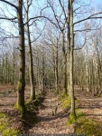 Ashdown Forest © Simon Carey cc-by-sa/2.0 :: Geograph Britain and Ireland Ashdown Forest &copy; Simon Carey cc-by-sa/2.0