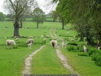Sheep and lambs on The Burma Road © Ian Calderwood cc-by-sa/2.0 :: Geograph Britain and Ireland Sheep and lambs on The Burma... 
