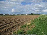 Potato ridges near Holbeach © Jonathan Thacker cc-by-sa/2.0 :: Geograph Britain and Ireland Potato ridges near Holbeach... 