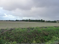 Looking across fields to Aylsham Road © David Pashley cc-by-sa/2.0 :: Geograph Britain and Ireland Looking across fields to... 