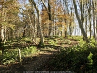 Church Wood, Humbie © Richard Webb :: Geograph Britain and Ireland Church Wood, Humbie &copy; Richard Webb