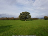 Lone tree in a field near the Severn Way © Jeff Gogarty cc-by-sa/2.0 :: Geograph Britain and Ireland Lone tree in a field near... 