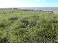 Rough grasses on the Humber estuary... © Christine Johnstone :: Geograph Britain and Ireland Rough grasses on the Humber... 
