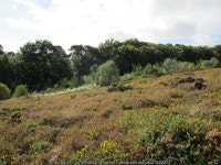East Budleigh Common © Jonathan Thacker :: Geograph Britain and Ireland East Budleigh Common &copy; Jonathan Thacker