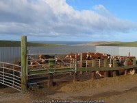 Cattle feed lot near Castle Ban © M J Richardson cc-by-sa/2.0 :: Geograph Britain and Ireland Cattle feed lot near Castle Ban... 