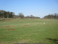 Fallow deer in Bradgate Park © Jonathan Thacker cc-by-sa/2.0 :: Geograph Britain and Ireland Fallow deer in Bradgate Park... 