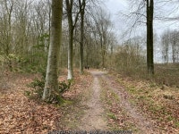 Forestry track - Blackwood Forest © Fernweh :: Geograph Britain and Ireland Forestry track - Blackwood Forest &copy; Fernweh