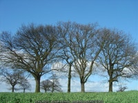 Trees and oil seed rape © sian harrison cc-by-sa/2.0 :: Geograph Britain and Ireland Trees and oil seed rape &copy; sian... 