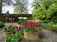 Tulips at Lyme Hall © Stephen Craven cc-by-sa/2.0 :: Geograph Britain and Ireland Tulips at Lyme Hall &copy; Stephen Craven cc... 