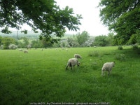 Sheep and lambs, south of Riddings Farm © Christine Johnstone cc-by-sa/2.0 :: Geograph Britain and Ireland Sheep and lambs... 