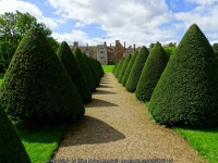 Yew avenue, Littlecote House © Brian Robert Marshall cc-by-sa/2.0 :: Geograph Britain and Ireland Yew avenue, Littlecote House... 