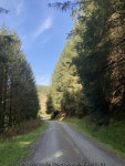 Forestry track © Alan Hughes cc-by-sa/2.0 :: Geograph Britain and Ireland Forestry track &copy; Alan Hughes cc-by-sa/2.0