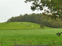 Holstein cattle near Hesper Farm © Stephen Craven cc-by-sa/2.0 :: Geograph Britain and Ireland Holstein cattle near Hesper Farm... 