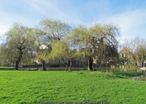 Newnham: the first green leaves of the... © John Sutton :: Geograph Britain and Ireland Newnham: the first green leaves of the..... 