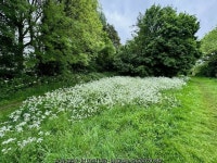 Cow parsley on the flood bank © David Lally cc-by-sa/2.0 :: Geograph Britain and Ireland Cow parsley on the flood bank... 