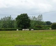 Cattle grazing near Greenfields Farm © JThomas :: Geograph Britain and Ireland Cattle grazing near Greenfields Farm &copy; JThomas