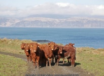 Luing cattle, by South Cuan © Craig Wallace :: Geograph Britain and Ireland Luing cattle, by South Cuan &copy; Craig Wallace