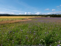 A field of flax near Wester Strath of... © Julian Paren cc-by-sa/2.0 :: Geograph Britain and Ireland A field of flax near Wester... 
