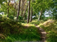 Woodland path beside the road to Wester... © Julian Paren :: Geograph Britain and Ireland Woodland path beside the road to... 