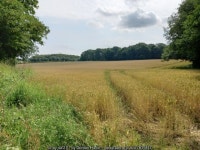 Cropfield off Claypit Lane © Gordon Hatton :: Geograph Britain and Ireland Cropfield off Claypit Lane &copy; Gordon Hatton