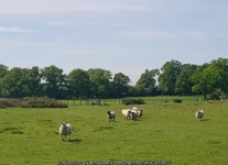 Curious sheep, Stonehall Farm, Kempsey... © Jeff Gogarty :: Geograph Britain and Ireland Curious sheep, Stonehall Farm, Kempsey.... 