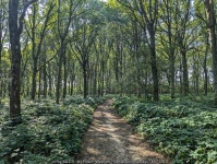 Path through Temple Wood © Robin Webster cc-by-sa/2.0 :: Geograph Britain and Ireland Path through Temple Wood &copy; Robin... 