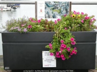 Stranraer in Bloom © Billy McCrorie :: Geograph Britain and Ireland Stranraer in Bloom &copy; Billy McCrorie