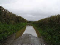 After the Rain © Marion Phillips :: Geograph Britain and Ireland After the Rain &copy; Marion Phillips