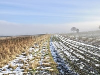 Thin mist over field with emerging crop © Trevor Littlewood :: Geograph Britain and Ireland Thin mist over field with emerging... 