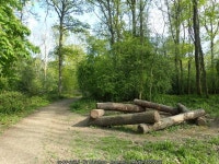 The woods of Outwood Common © Marathon cc-by-sa/2.0 :: Geograph Britain and Ireland The woods of Outwood Common &copy; Marathon... 