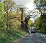 Savernake Forest - Big Belly Oak © Colin Smith :: Geograph Britain and Ireland Savernake Forest - Big Belly Oak &copy; Colin Smith